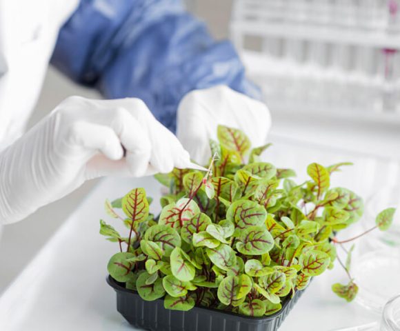 researcher-with-plant-biotechnology-laboratory